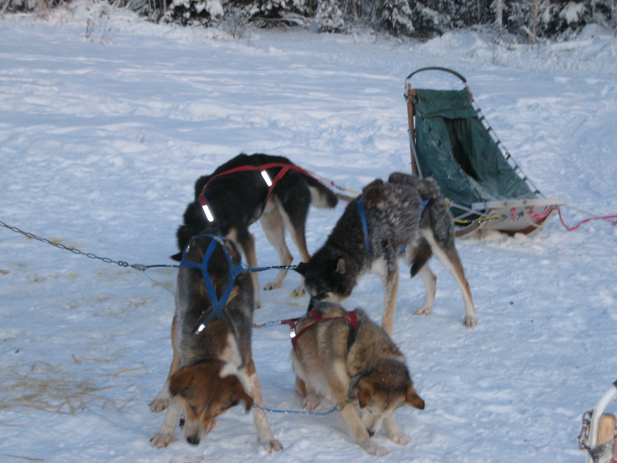 adventure guide school with a dog