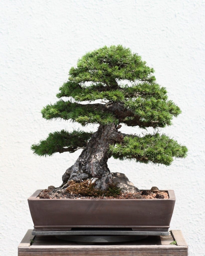 juniper bonsai juniperus care guide for the juniper bonsai tree