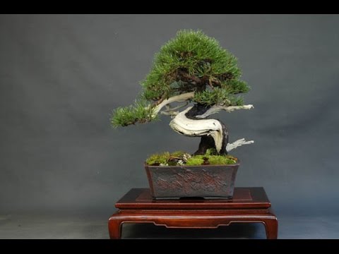 juniper bonsai juniperus care guide for the juniper bonsai tree