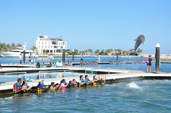 los cabos guide dolphin discovery